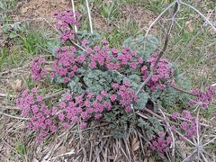 Lomatium columbianum