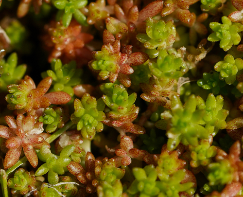 Sedum japonicum iNat (3)