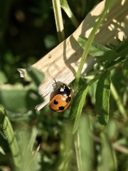 Coccinella septempunctata