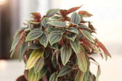 Peperomia caperata