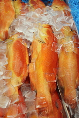 Cephalopholis spiloparaea