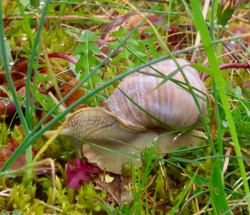 Helix pomatia
