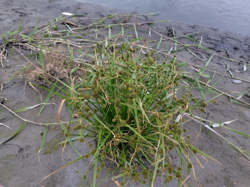 Variable Flatsedge (Cyperus difformis)