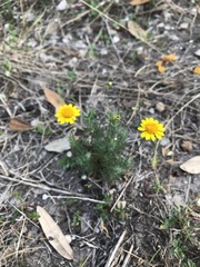 Thymophylla tenuiloba