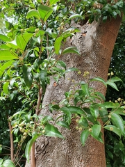 Syzygium smithii