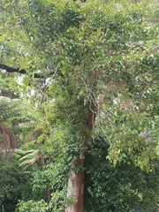 Syzygium smithii
