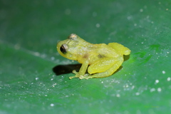 Pristimantinae