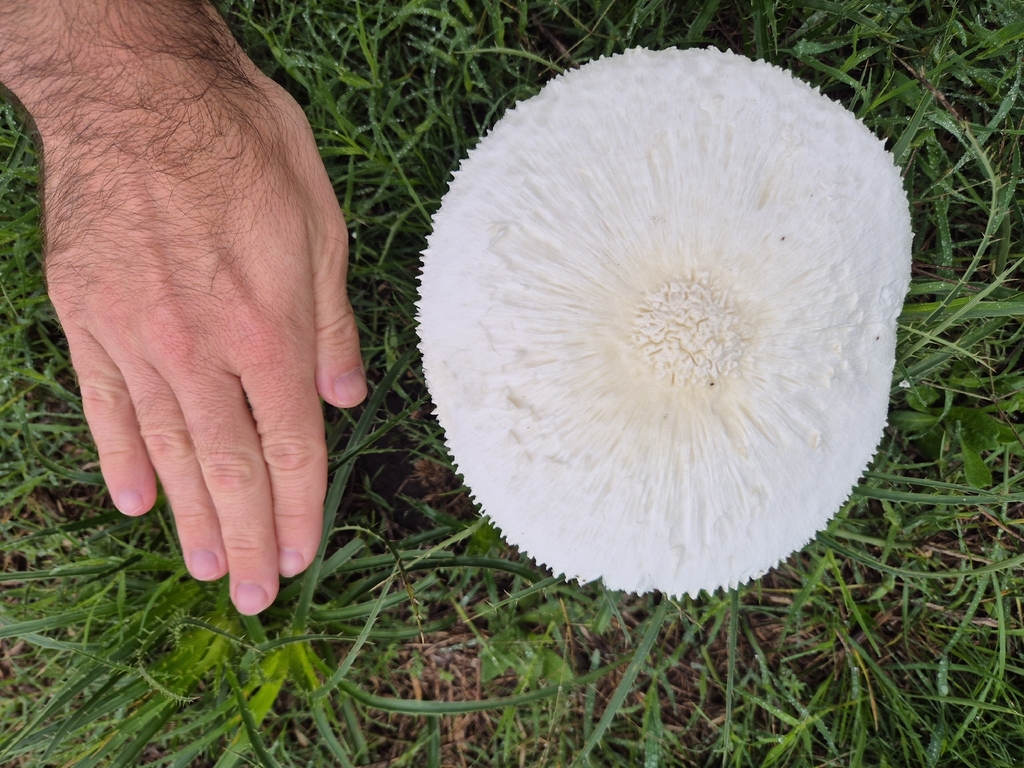 Amanita foetens · April 2026 · photo: © luisparravicini (iNaturalist, cc-by)