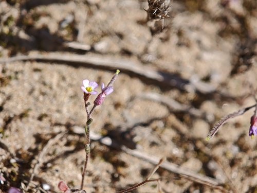 Dwarf Stock (Maresia nana)