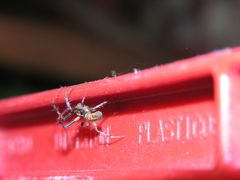 Araneus granadensis