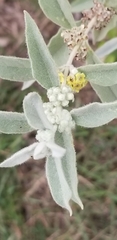 Buddleja sessiliflora