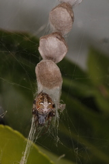 Metepeira labyrinthea