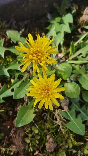 multilobed dandelion (Taraxacum angustisquameum)