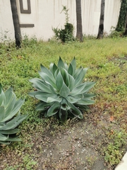 Agave attenuata