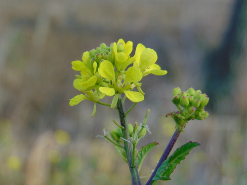kapustovité (Brassicaceae)