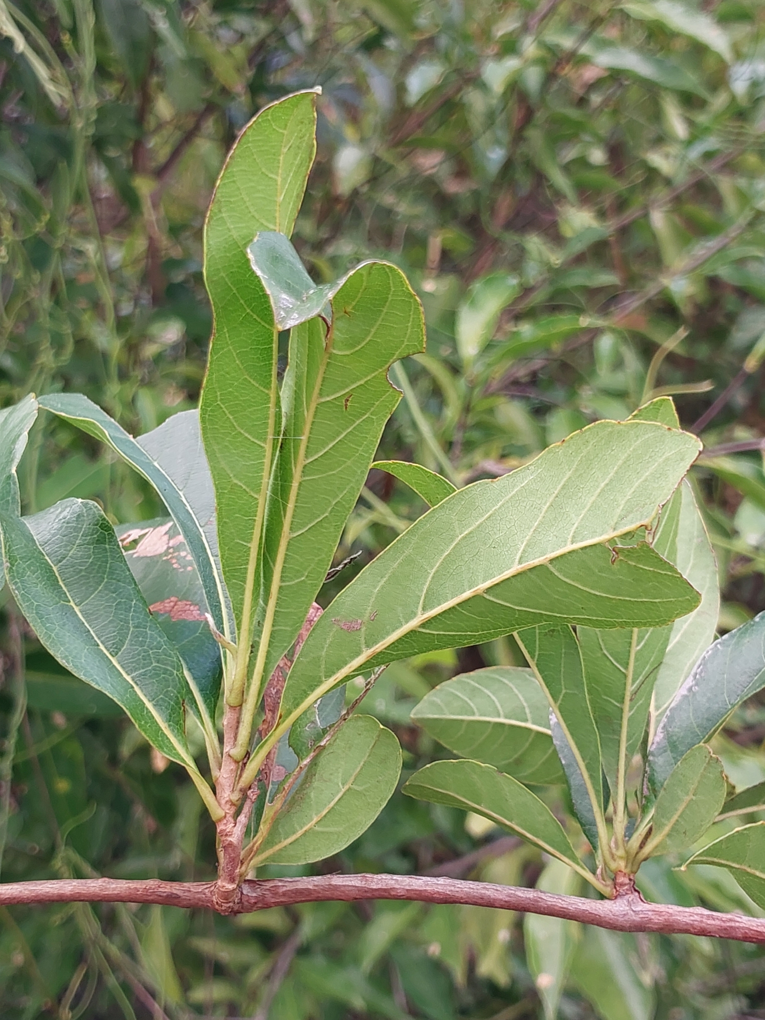 Tetracera madagascariensis