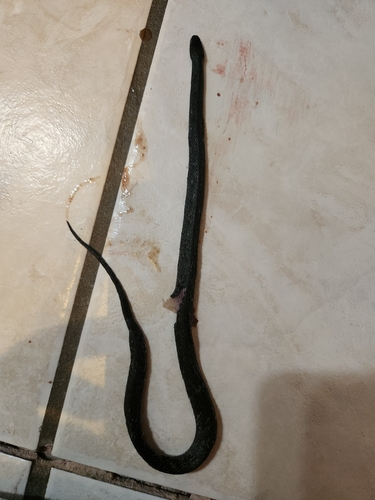Simla Coffeesnake