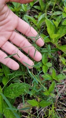 Vicia acutifolia