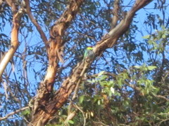 Purpureicephalus spurius