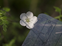 Nemophila
