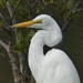 Eastern Great Egret - Photo (c) andrewpavlov, some rights reserved (CC BY-NC), uploaded by andrewpavlov