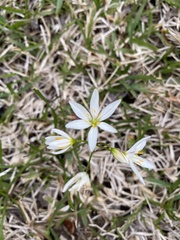 Nothoscordum bivalve