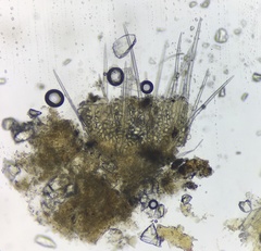 Lasiobolus intermedius