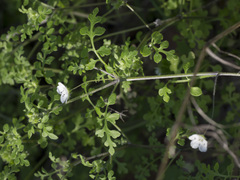 Nemophila