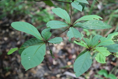 Terminalia tetraphylla