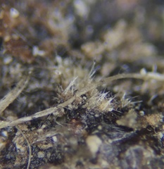 Lasiobolus intermedius