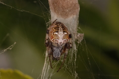 Metepeira labyrinthea