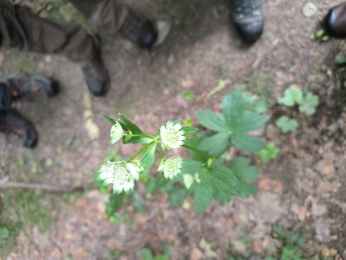 great masterwort (Astrantia major)