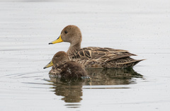 Yellow-Billed Pintail photo 6