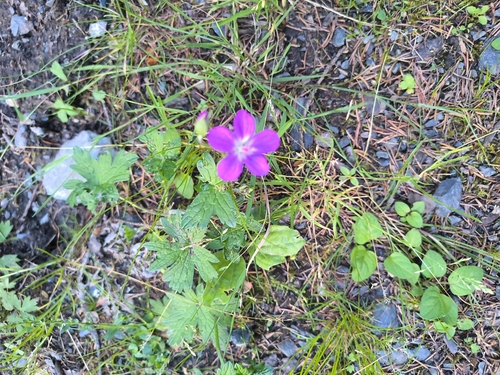 Marsh Crane’s-Bill (Geranium palustre)