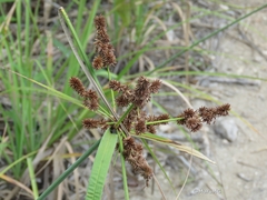 Cyperus ligularis