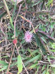 Mimosa pudica