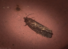 Cryptaspasma sordida