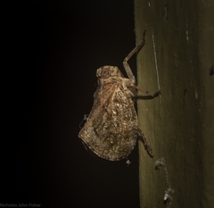 Cotylana angustifrons