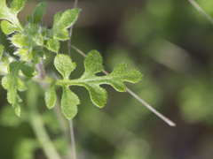 Nemophila