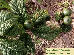 Tocoyena bullata
