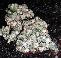 Pertusaria subambigens