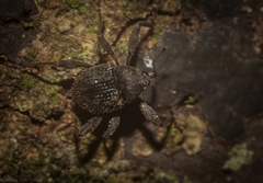 Onidistus araneus