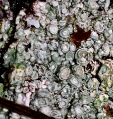 Pertusaria subambigens