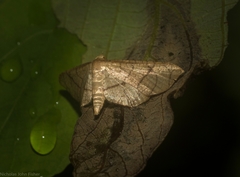 Hypolamprus ypsilon
