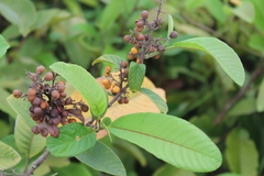 Dilleniaceae