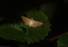 Hypolamprus ypsilon