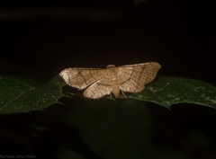 Hypolamprus ypsilon
