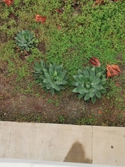 Agave attenuata