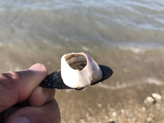 Multicrustacea