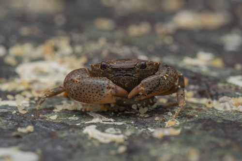Heteropanope